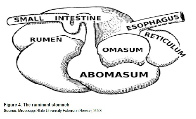 5.1.1. Ruminants and their stomach – Sasakawa Africa Association
