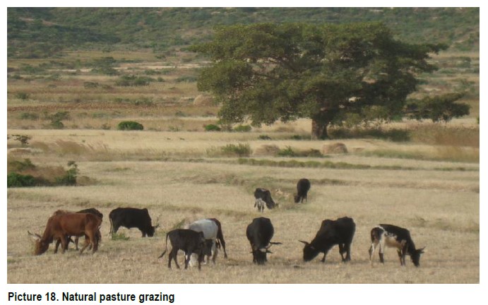 Grazing Process 5.3.1. Natural Pasture – Sasakawa Africa Association
