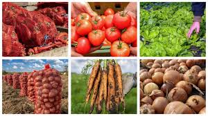 Vegetable 2026